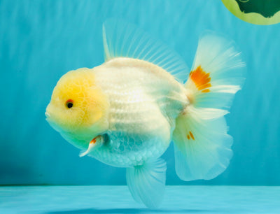 A Grade White Oranda Female 6.5 inches #071726OR_18