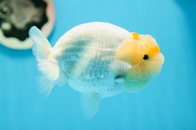 AAA Grade Lemonhead Lionking 5 inches #0825LC_02