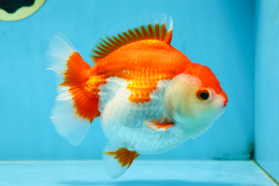 A Grade Red White Yuanbao 5.5 inches #080825YB_27