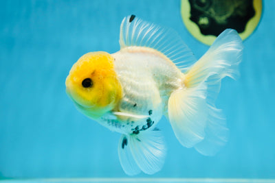 A Grade Lemonhead Button Eyes Oranda Male 5-5.5 inches #082225OR_21