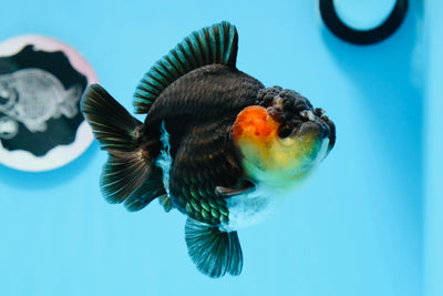 Yuanbao tricolor de grado AAA hembra de 4,5 pulgadas n.º 0628YB_30