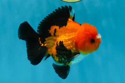 A Grade Pompom Tricolor Yuanbao Male 4.5 inches #060625YB_10