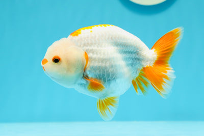 Orange White Lipstick Lionchu Male 4.5 inches #0607LC_19