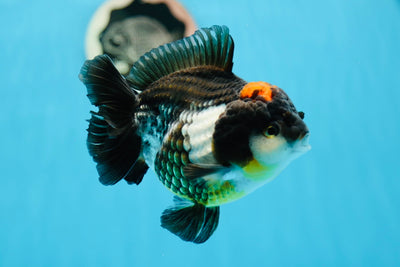 AAA Grade Tricolor Yuanbao Male 5 inches #0908YB_17