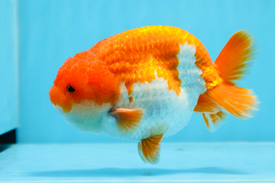 AAA Grade Cutie Red White LionKing 5 inches #0726LC_39