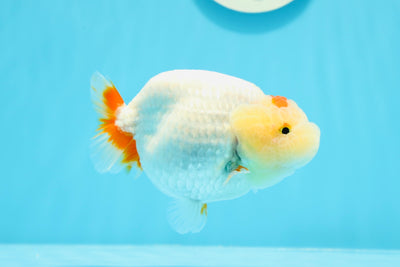 Chunky Red White Lionchu Male 4-4.5 inches #0503LC_16