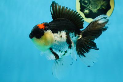 A Grade Tricolor Button Eyes Oranda Male 5.5 inches #080825OR_06