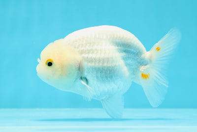 Beautiful Snow White Head Lionchu Female 4.5 inches #0607LC_15