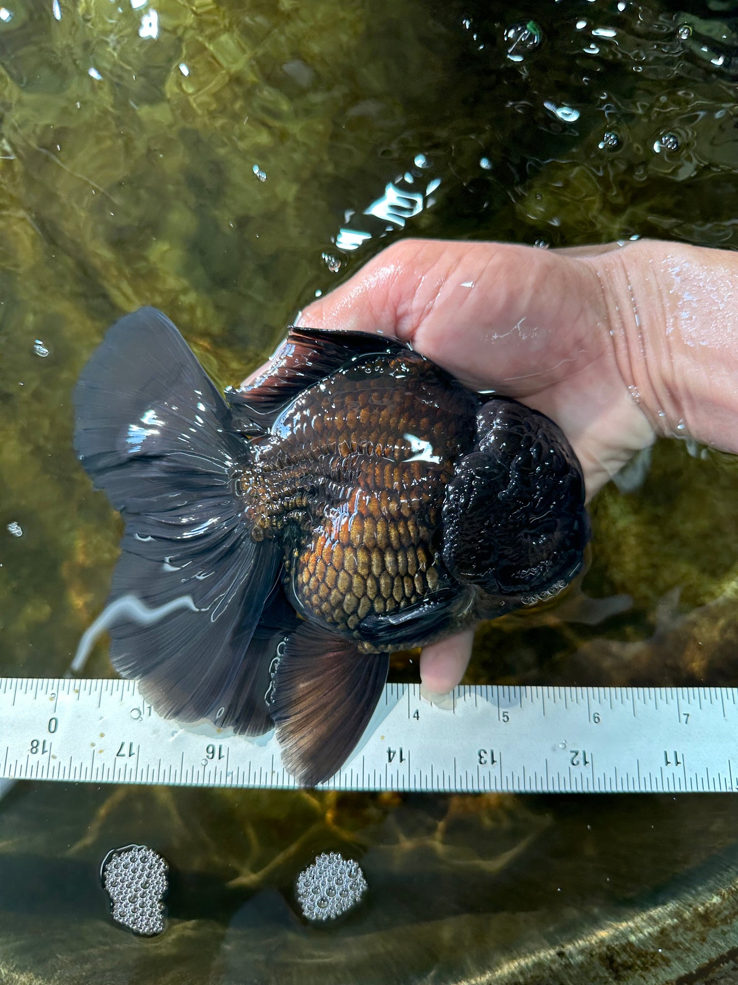 CHONKY AAA Grade Godzilla Black Oranda Male 6 inches #082225OR_13