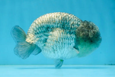 A Grade CHONKY Blue LionKing 5-5.5 inches #082925LC_17