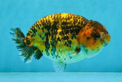 A Grade Tiger LionQueen 5 inches #101025LC_16