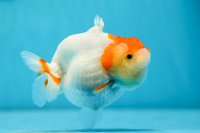 Red White Shark LionQueen 4-4.5 inches #0818LC_12