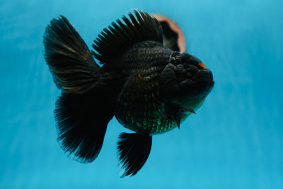 AAA Grade Rare Red Pompoms Jumbo Black Oranda Male 6.5 inches #1006OR_13