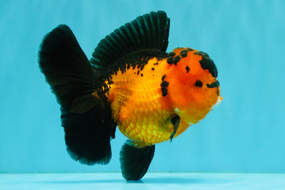 AAA Grade Apache Oranda Female 5-5.5 inches #041726OR_08