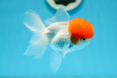 AAA Grade Tomato Head Oranda Male 4.5 inches #0922OR_15