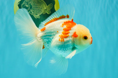 A Grade Red White Oranda Male 6 inches #071726OR_29