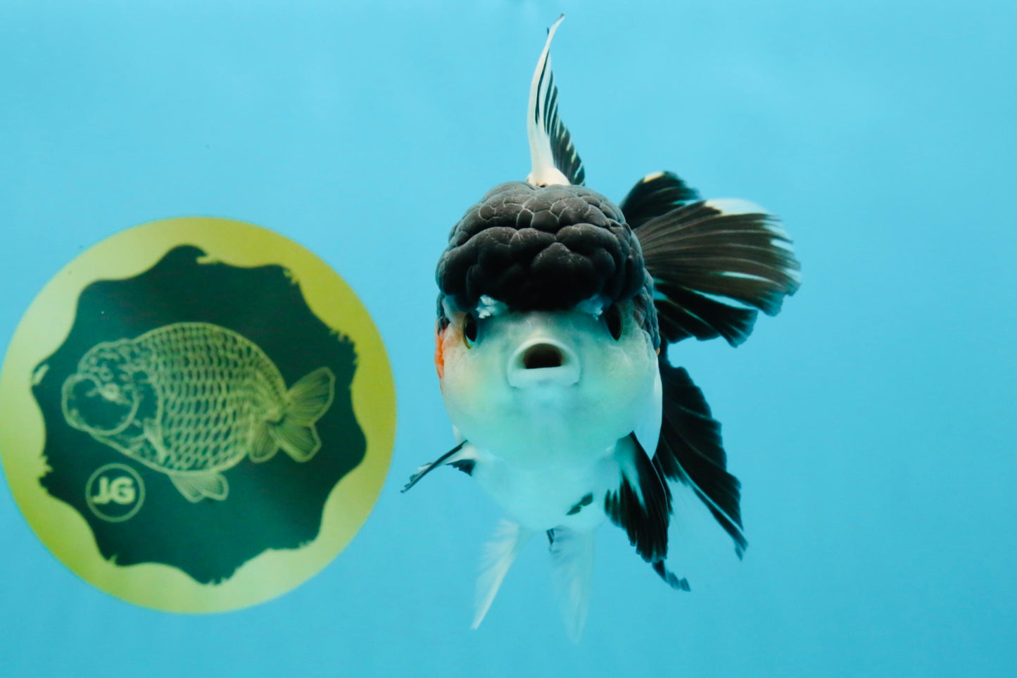 A Grade Tricolor Oranda Female 5.5 inches #022726OR_30