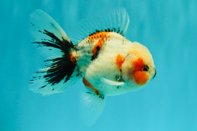 A Grade Marble Oranda Male 5-5.5 inches #061926OR_24