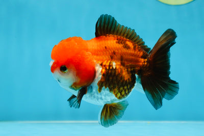 A Grade Pompom Tricolor Yuanbao Male 4.5 inches #052325YB_29