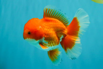 A Grade Red White Oranda Male 5.5-6 inches #041726OR_13