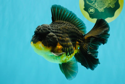 BATMAN A Grade Apache Oranda Male 6 inches #041726OR_12