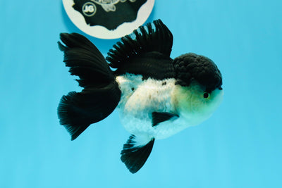 Panda de cabeza grande de grado AAA, hembra oranda, 4,5 pulgadas, n.º 0503OR_04