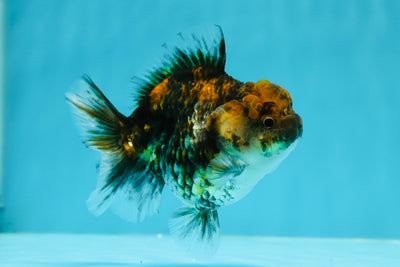 AAA Grade Mahogany Tiger Yuanbao Male 3.5-4 inches #1208YB_08