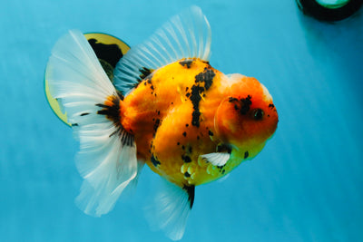 AAA Grade TOP Tiger Oranda Female 6-6.5 inches #051625OR_16