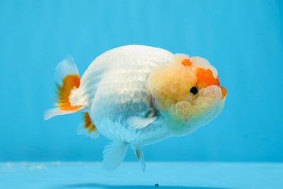 🦌 Red White Deer Lionchu Male 4 Inches #0621LC_03