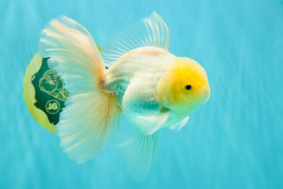A Grade White Oranda Male 5.5 inches #101626OR_13