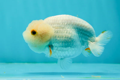 Rounded Head Red White Lionchu Male 4 inches #1011LC_16