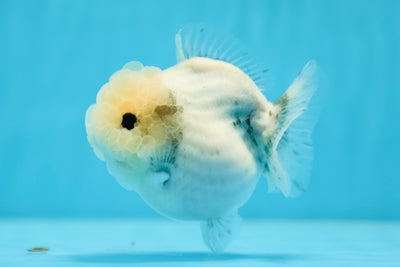 Perles marbrées de catégorie A Wen Yuanbao femelle 3,5 à 4 pouces #0929YB_01