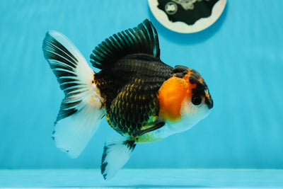 Oranda mâle tricolore de catégorie A avec masque noir, 4,5 à 5 pouces #0112OR_06