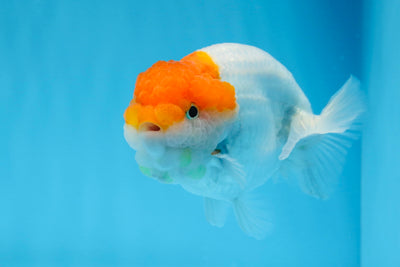 Red Head Orange Lionchu Male 4.5 Inches #0621LC_02