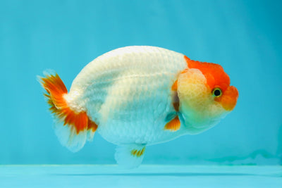 Baby Super Cute Red White Lionchu Female 3.5-4 inches #0202LC_17