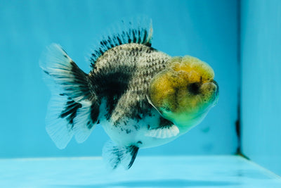 Kirin Yuanbao mâle de catégorie A 3,5 pouces #1027YB_10