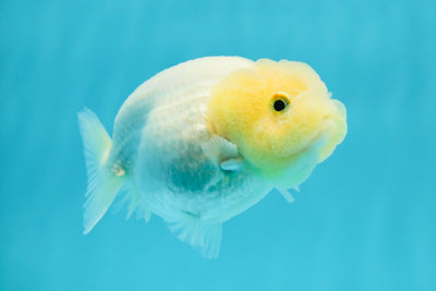 🐣 New Baby Bright Lemonhead Snow White Lionchu Female 3.5 inches #0223LC_03