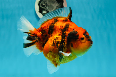 AAA Grade Chunky Tiger Yuanbao Female 5.5 inches #0126YB_07