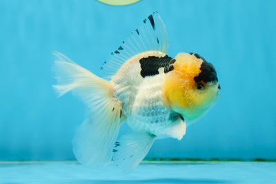 A Grade Panda Lemonhead Oranda Male 4.5 inches #013125OR_21
