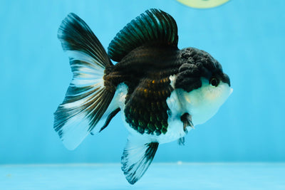 Chonky Panda Oranda Female 4.5 inches #022125OR_04