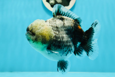 Kirin Yuanbao femelle rare de grade AAA, 4,5 à 5 pouces #122223YB_02