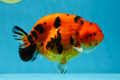 AAA Grade Tiger LionQueen 4.5 inches #053025LC_04