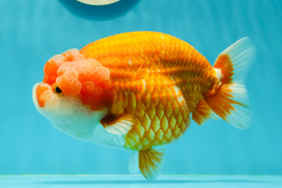 Show Grade Super Wen Red White LionQueen 6 inches #0405LC_14