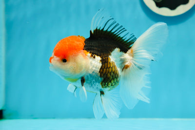 Oranda mâle tricolore de catégorie AAA de 4,5 à 5 pouces #122223OR_13