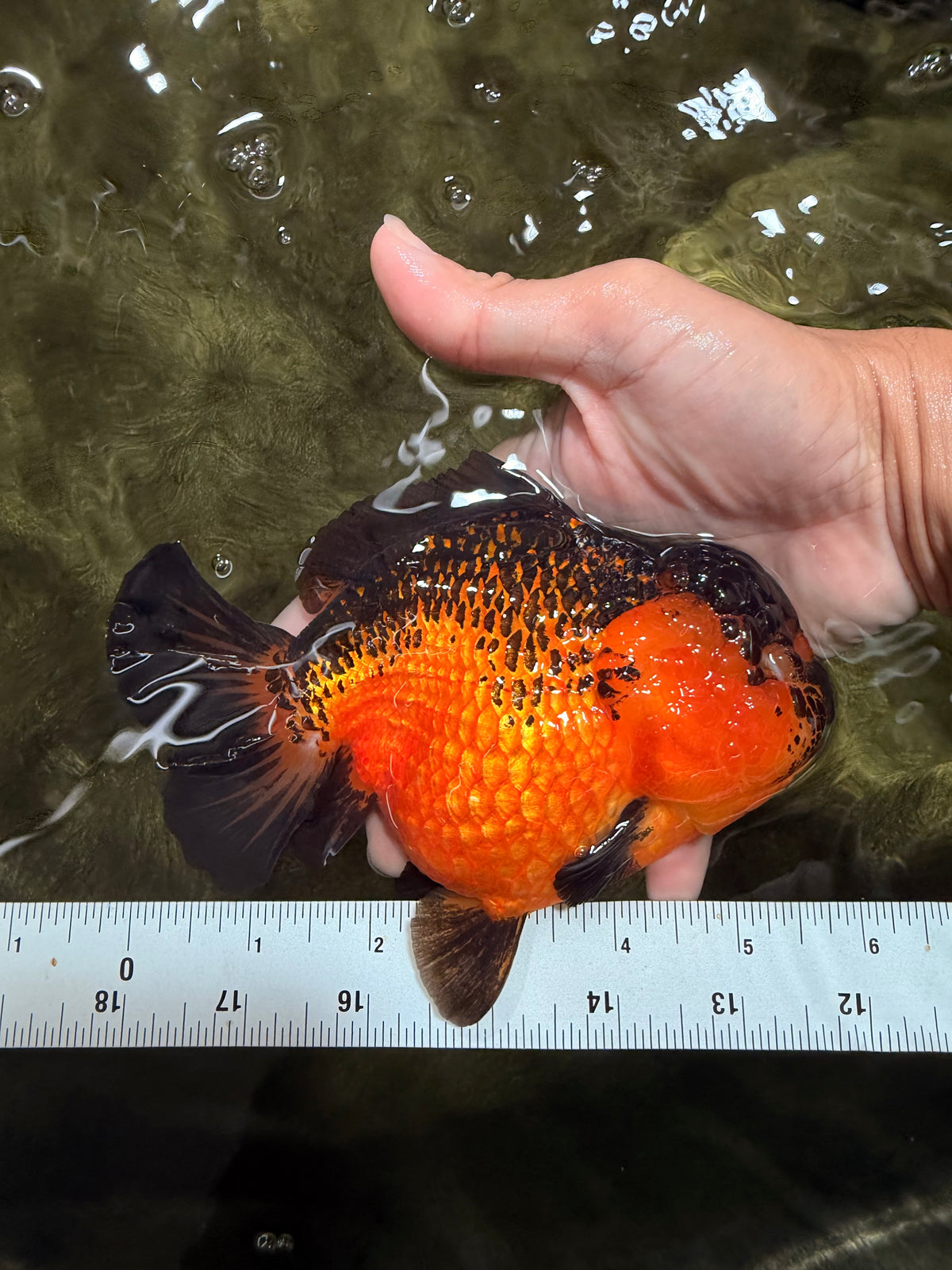 LAVA AAA Grade Apache Yuanbao Female 5.5-6 inches #092526YB_15