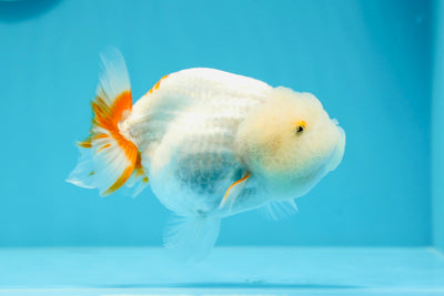 👶 Baby Red White Lionchu Female 4.5 inches #0614LC_17