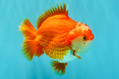 CHUBBY AAA Grade Red White Yuanbao Male 5-5.5 inches #051526YB_12