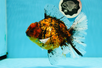 AAA Grade Tiger Godzilla Rose Tail Oranda Male 6-6.5 inches #1208OR_06