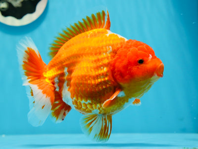 AAA Grade Red White Yuanbao Male 5.5 inches #1020YB_10