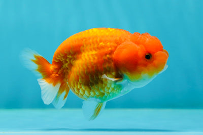 A Grade Red Sakura LionQueen 3.5-4 inches #0202LC_06